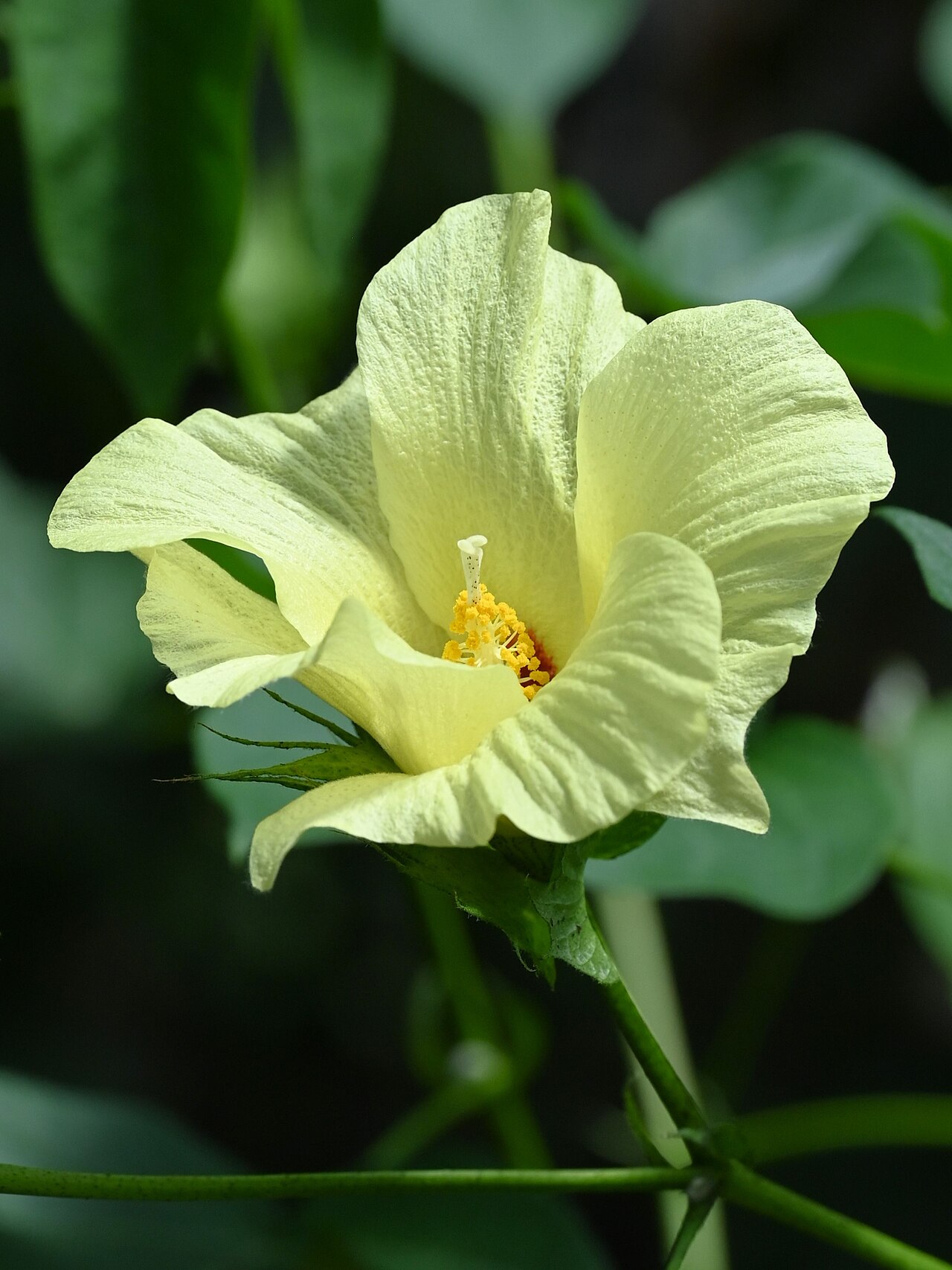 Gossypium raimondii: Gossypium raimondii in the Botanischer Garten, Berlin-Dahlem