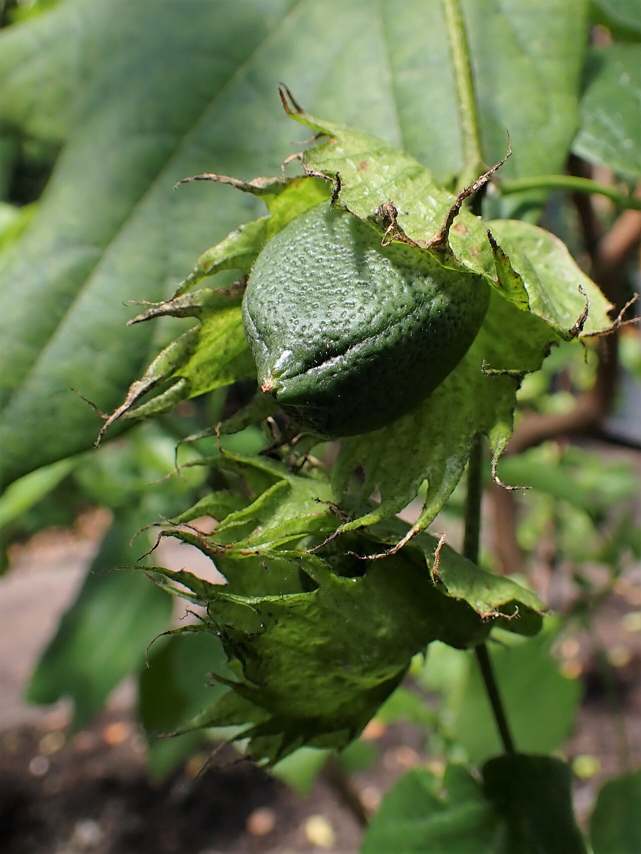 Gossypium raimondii: Gossypium raimondii in the Botanischer Garten, Berlin-Dahlem