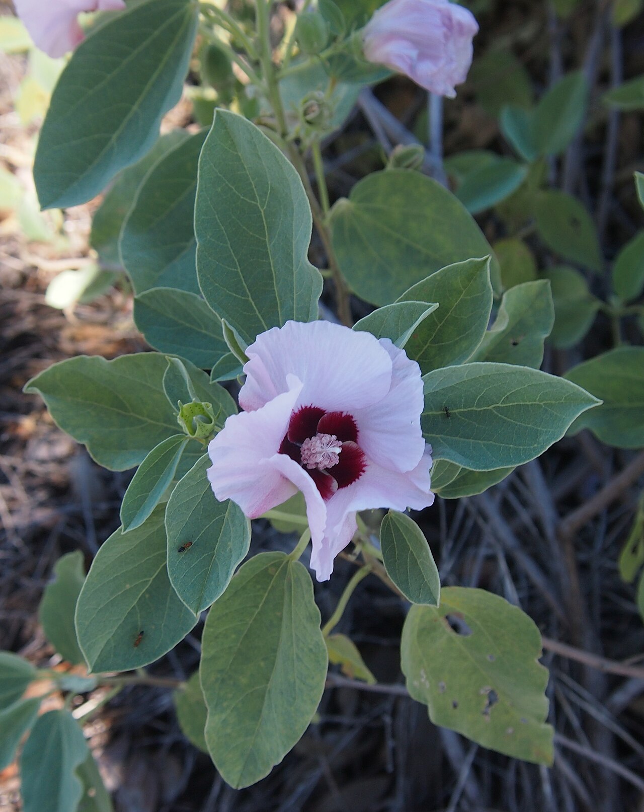 Sturt's desert rose: Gossypium sturtianum flower