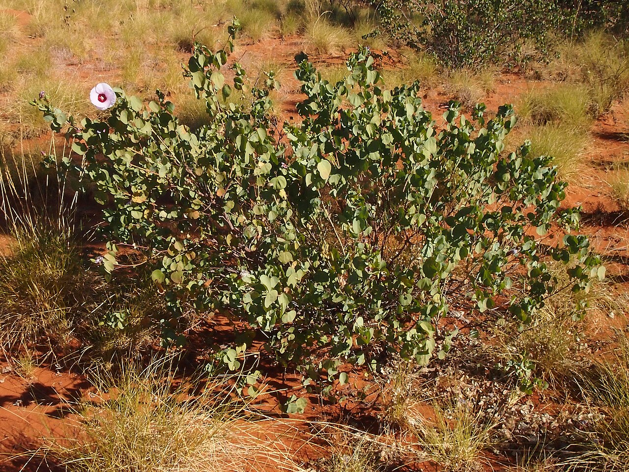 Sturt's desert rose: Gossypium sturtianum