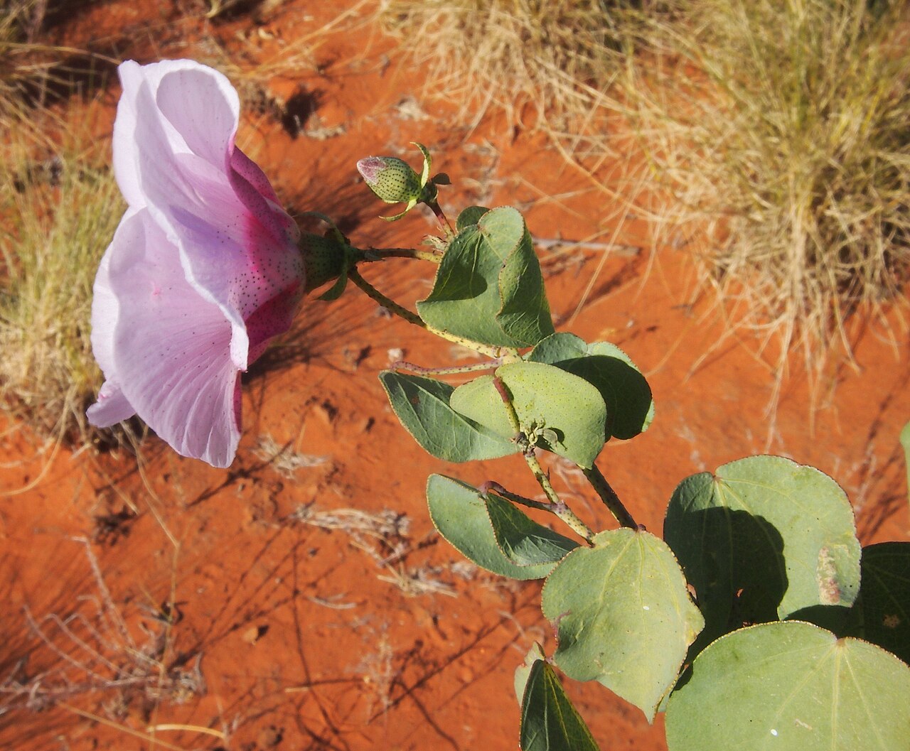 Sturt's desert rose: Gossypium sturtianum flower