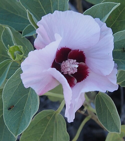 Sturt's desert rose: Gossypium sturtianum blossom
