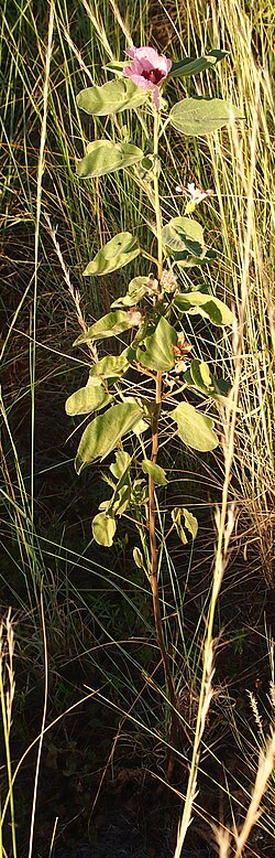 Sturt's desert rose: Gossypium sturtianum habit