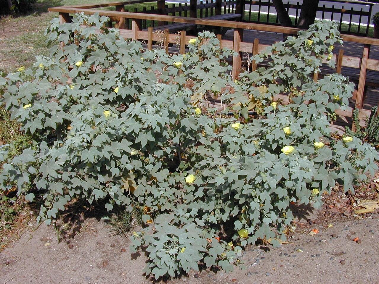 Hawai'ian cotton: Gossypium tomentosum (habit). Location: Maui, Kalepolepo