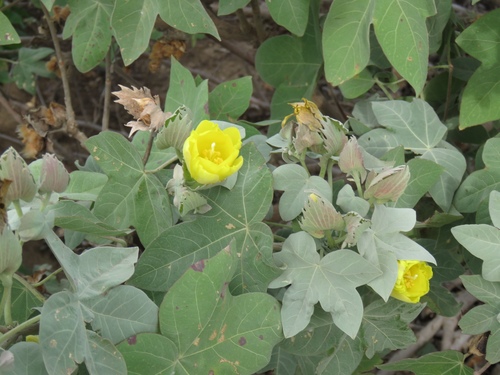Hawai'ian cotton (Gossypium tomentosum)