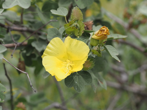 Hawai'ian cotton (Gossypium tomentosum)