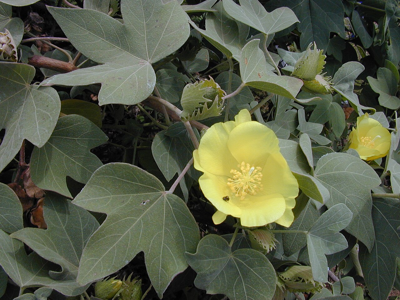 Hawai'ian cotton: Gossypium tomentosum (flowers and leaves). Location: Maui, Kalepolepo Kihei