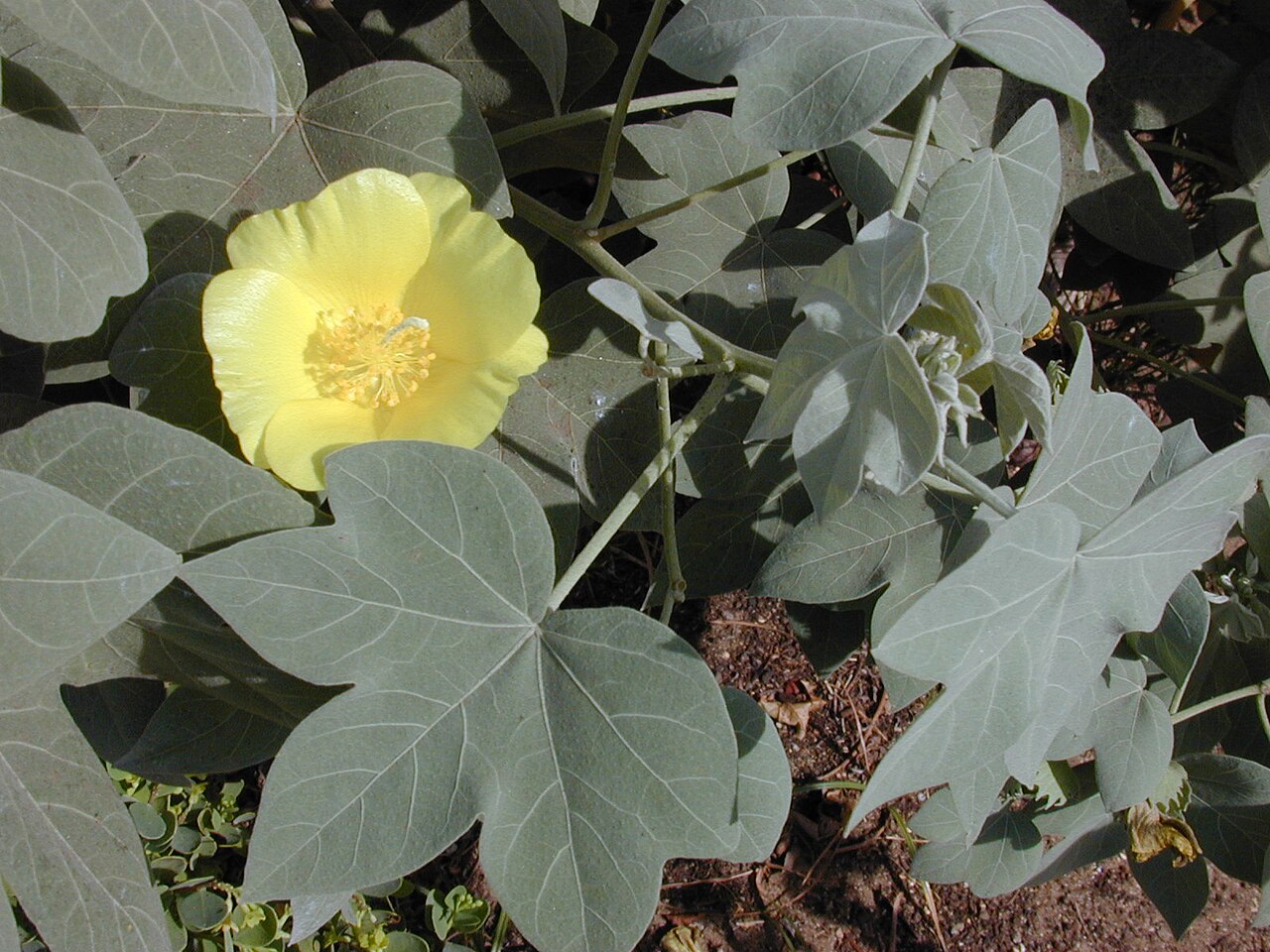 Hawai'ian cotton: Gossypium tomentosum (flower and leaf). Location: Maui, Kalepolepo