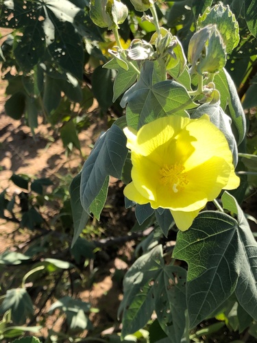 Hawai'ian cotton (Gossypium tomentosum)