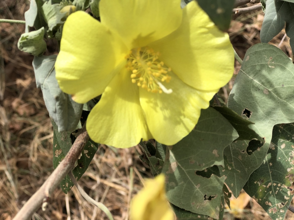 Hawai'ian cotton (Gossypium tomentosum)