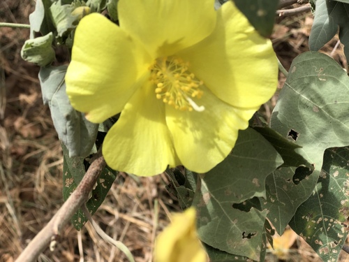 Hawai'ian cotton (Gossypium tomentosum)
