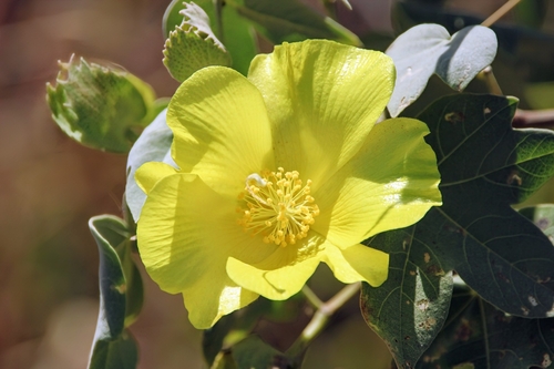Hawai'ian cotton (Gossypium tomentosum)