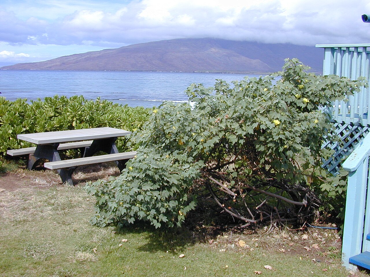 Hawai'ian cotton: Gossypium tomentosum (habit and ocean view). Location: Maui, Kalepolepo