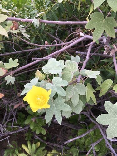 Hawai'ian cotton (Gossypium tomentosum)