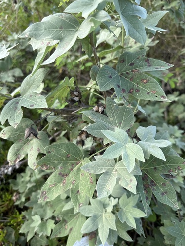 Hawai'ian cotton (Gossypium tomentosum)