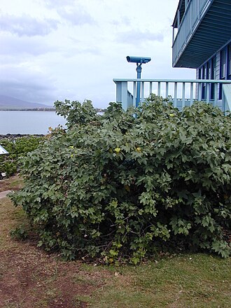 Hawai'ian cotton: Gossypium tomentosum (habit). Location: Maui, Kalepolepo