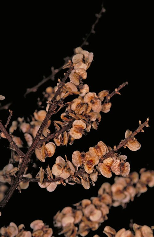 Gouania australiana: Gouania australiana fruit