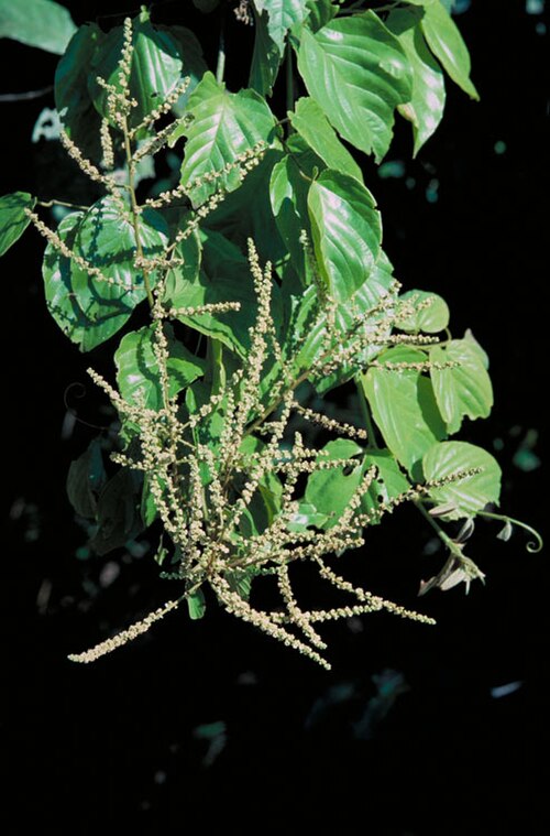 Gouania australiana: Gouania australiana flowering