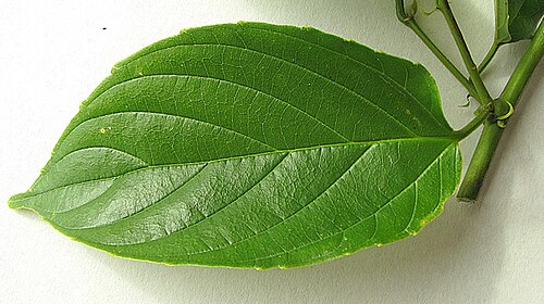 Gouania blanchetiana: Gouania blanchetiana Miq.
