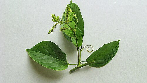 Gouania blanchetiana: Gouania blanchetiana Miq.
