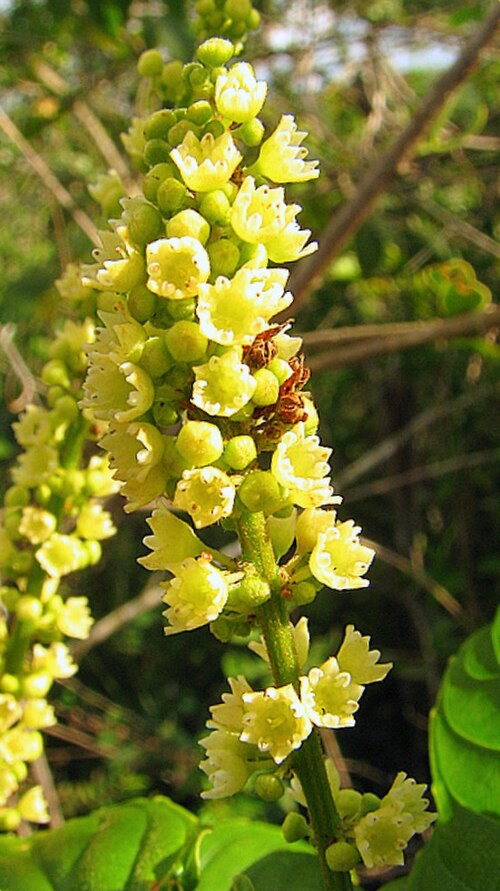 Gouania blanchetiana: Gouania blanchetiana Miq.