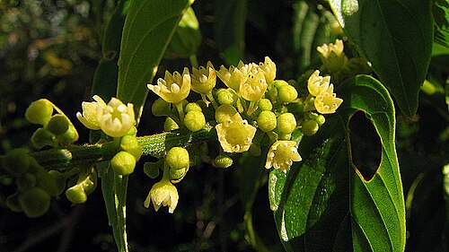 Gouania blanchetiana: Gouania blanchetiana Miq.