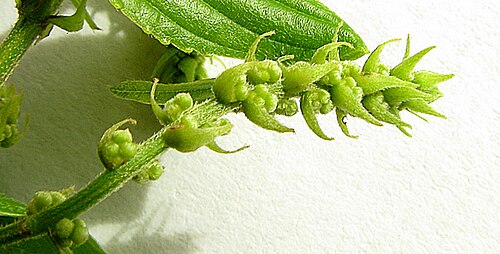 Gouania blanchetiana: Gouania blanchetiana Miq.