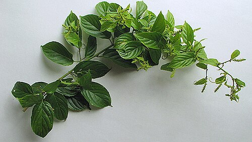 Gouania blanchetiana: Gouania blanchetiana Miq.