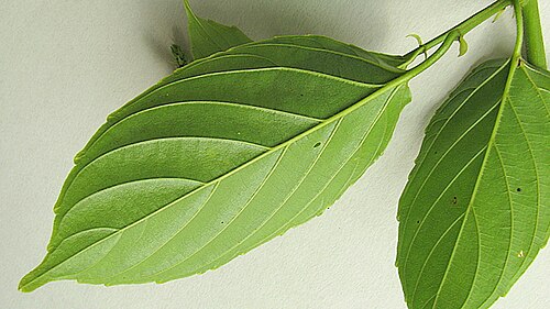 Gouania blanchetiana: Gouania blanchetiana Miq.