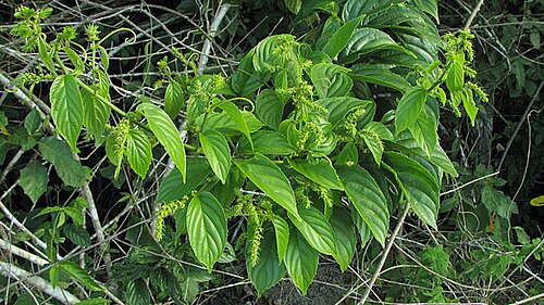 Gouania blanchetiana: Gouania blanchetiana Miq.