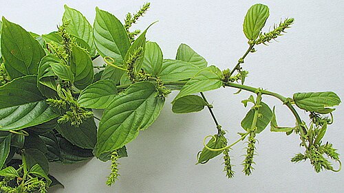 Gouania blanchetiana: Gouania blanchetiana Miq.