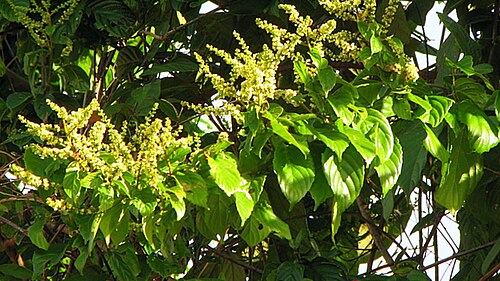 Gouania blanchetiana: Gouania blanchetiana Miq.