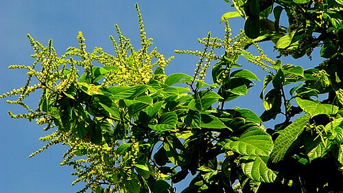 Gouania blanchetiana: Gouania blanchetiana Miq.