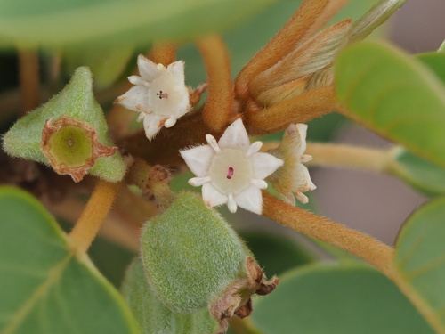 Hairyfruit chewstick (Gouania hillebrandii)