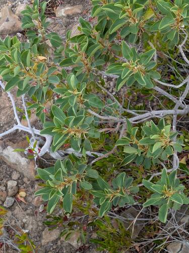 Hairyfruit chewstick (Gouania hillebrandii)
