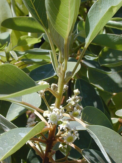 Hairyfruit chewstick: Gouania hillebrandii (flowers). Location: Maui, Puu o Kali