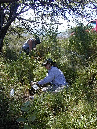 Hairyfruit chewstick: Gouania hillebrandii (first planting with Tracy and Bob). Location: Maui, Puu o Kali