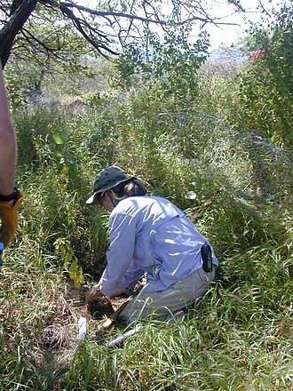 Hairyfruit chewstick: Gouania hillebrandii (first planting with Tracy). Location: Maui, Puu o Kali
