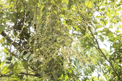 Gouania latifolia (Gouania latifolia)