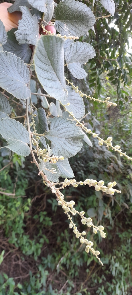 Gouania latifolia (Gouania latifolia)