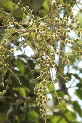 Gouania latifolia (Gouania latifolia)