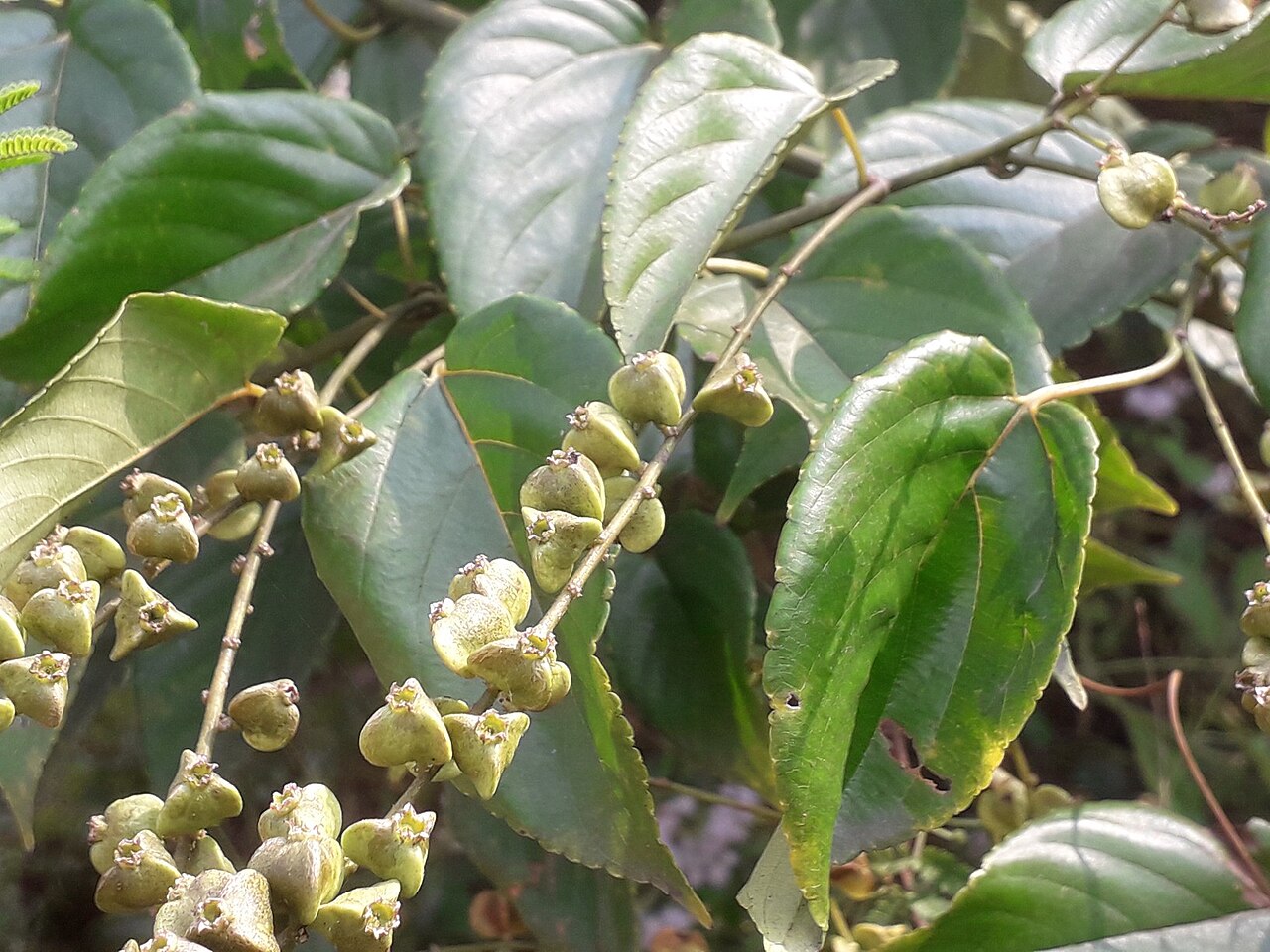Gouania leptostachya: Rhamnaceae