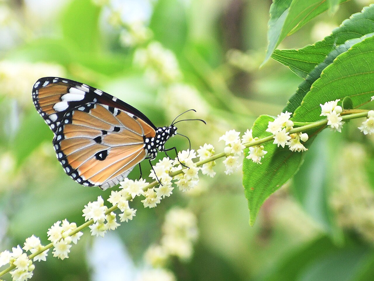 Gouania leptostachya: Closed wing of Danaus chrysippus (Linnaeus, 1758) - Plain Tiger male nectaring from Gouania leptostachya drinking alkaloids Subspecies: Danaus chrysippus chrysi