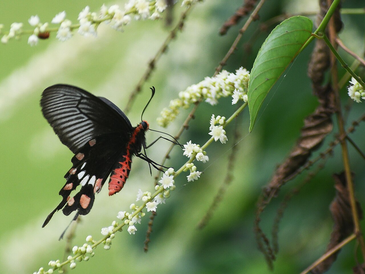 Gouania leptostachya: Partially Closed wing of Pachliopta aristolochiae (Fabricius, 1775) - Common Rose male nectaring from Gouania leptostachya drinking alkaloids Subspecies: Pachli