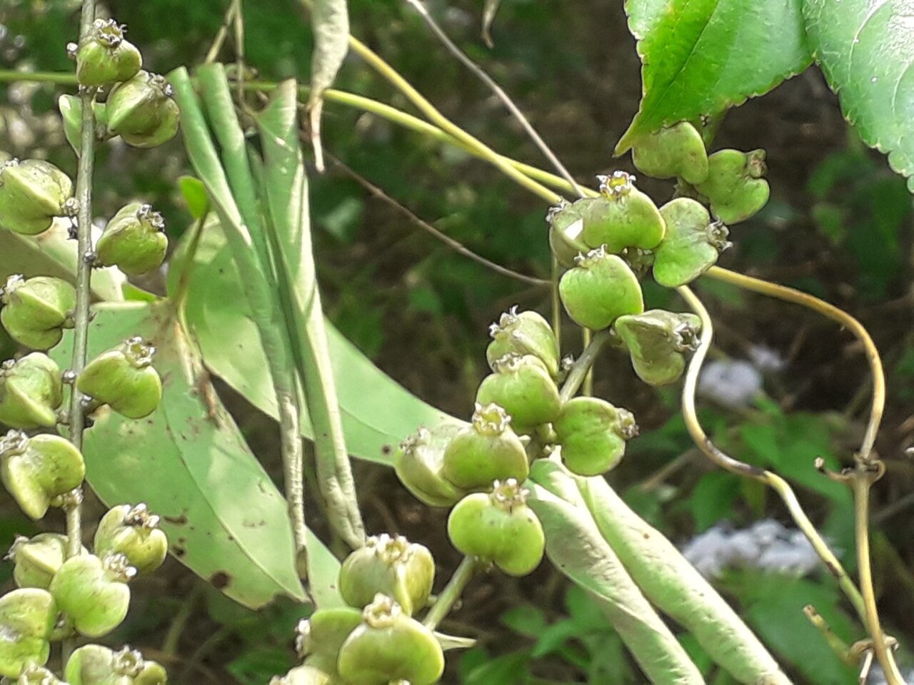 Gouania leptostachya: Rhamnaceae