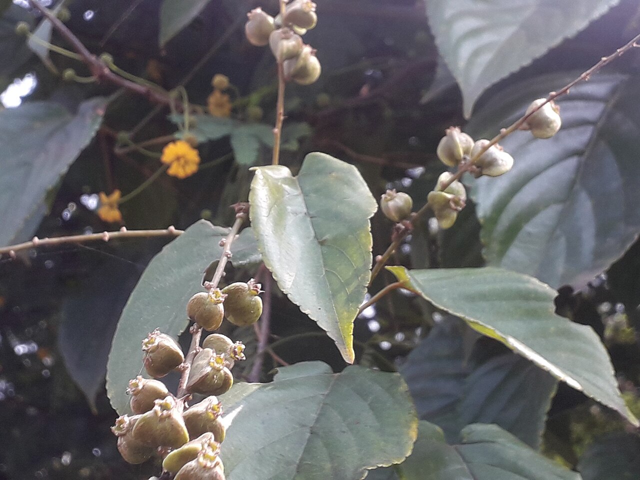 Gouania leptostachya: Rhamnaceae