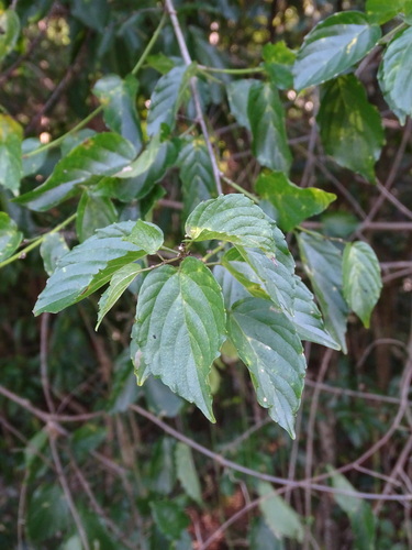 Whiteroot (Gouania lupuloides)