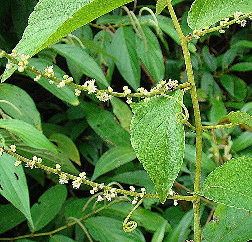 Whiteroot: This is a species native to much of the Neotropics. Its best known name is Chewstick. Photo from southeastern Nicaragua. Rhamnaceae.
