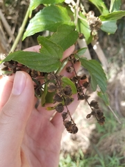 Whiteroot (Gouania lupuloides)