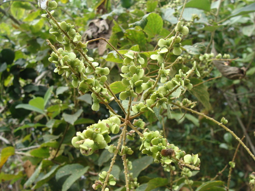 Whiteroot (Gouania lupuloides)